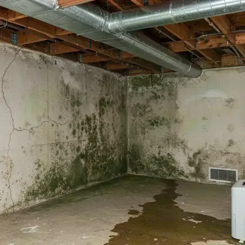 Professional Mold Removal in Blue Island, IL